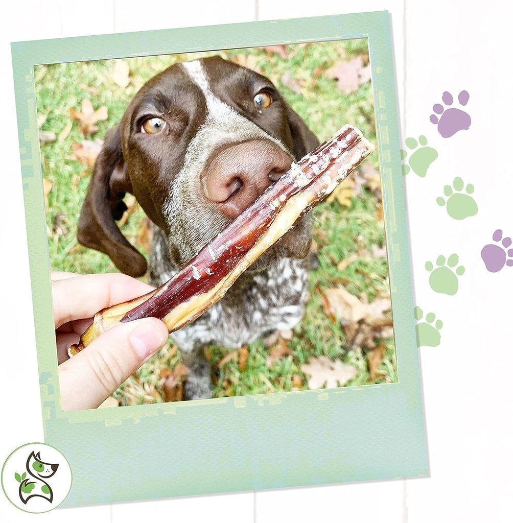 Nature Gnaws Large Bully Sticks for Dogs 5-6" (3 Count) - Thick Long Lasting for Aggressive Chewers and Large Dogs - Natural Beef Dog Chew Bones